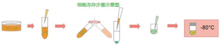 凍存步驟