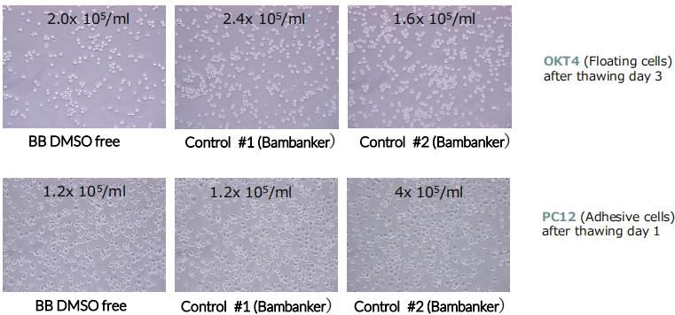 BB DMSO Free-Results1