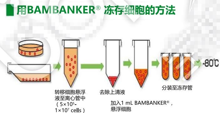 細胞凍存步驟示意圖